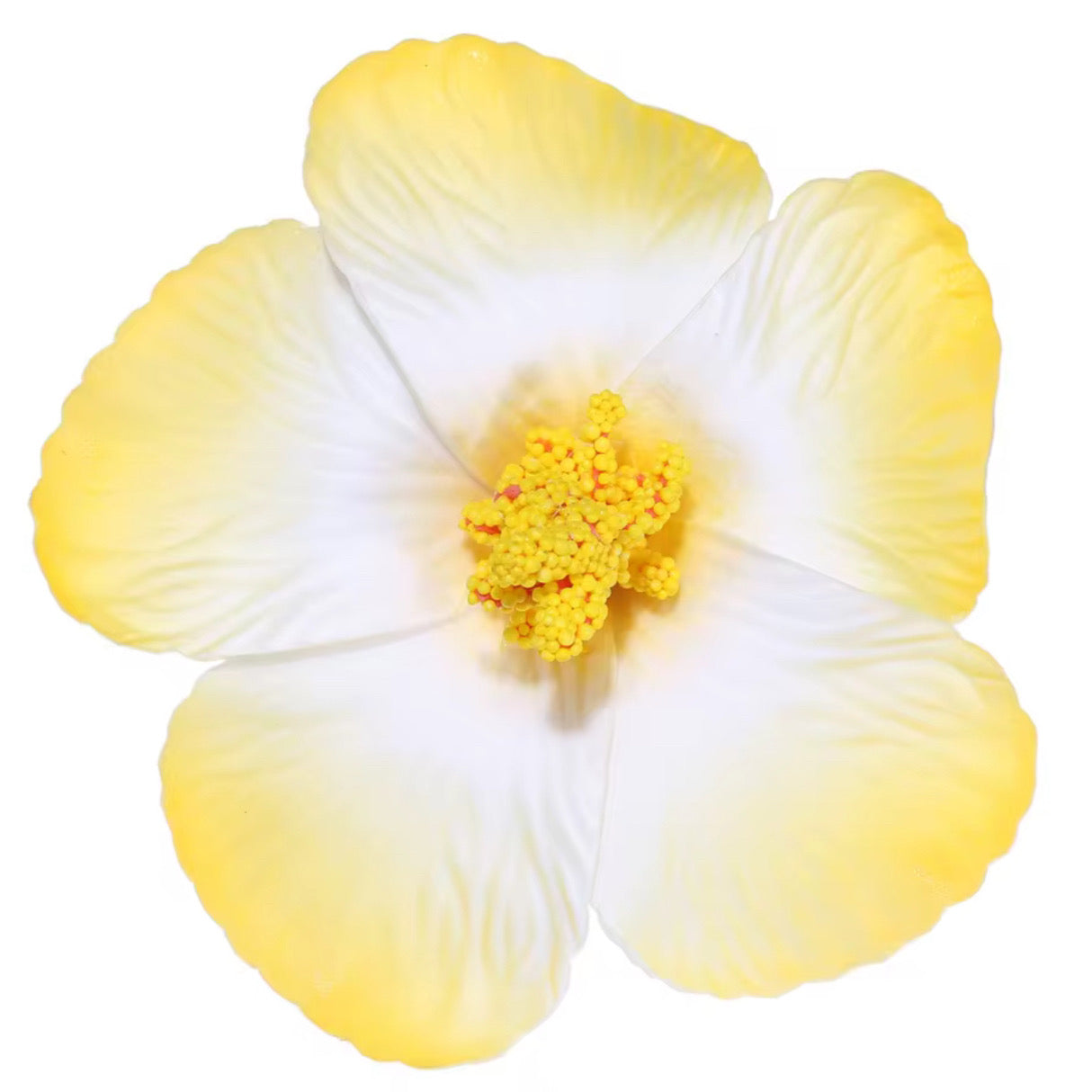 Flor Maga Clip