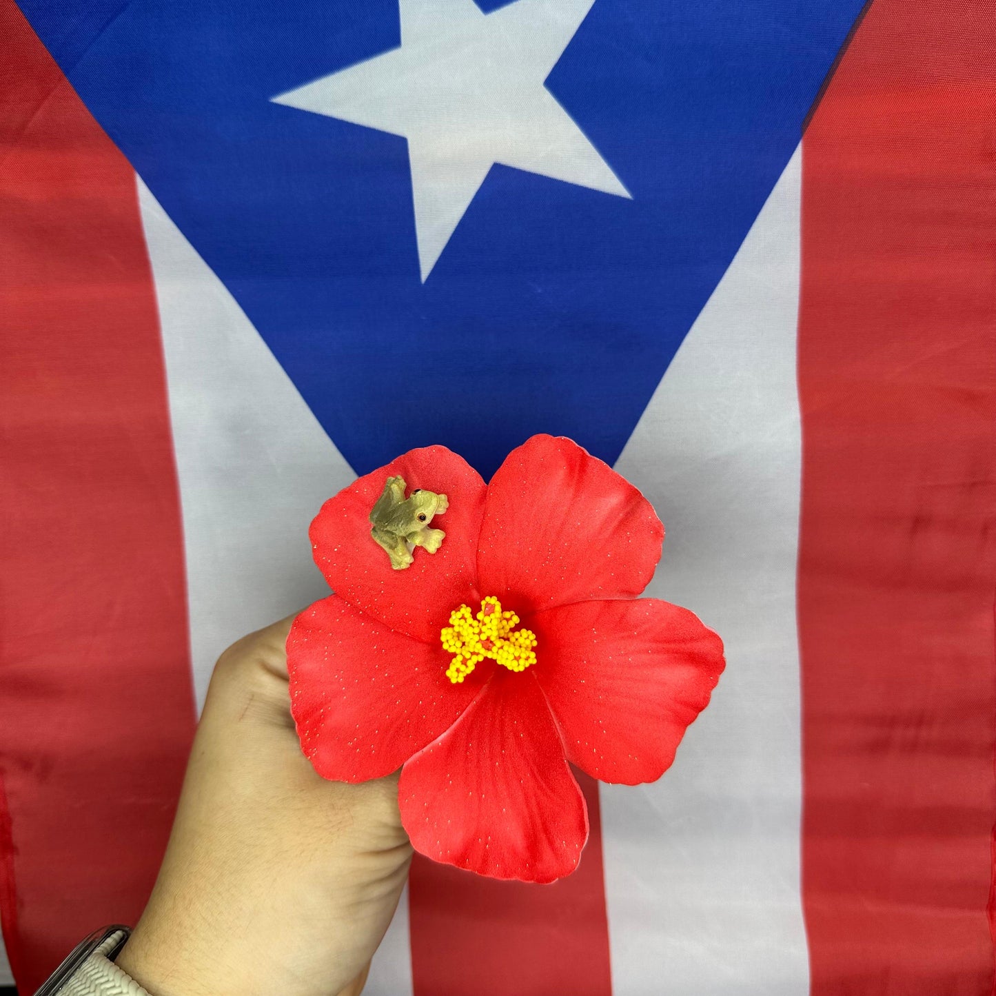 Flor Maga/Coquí