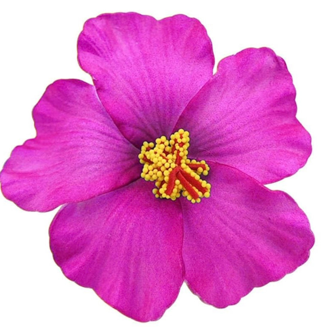 Flor Maga Clip