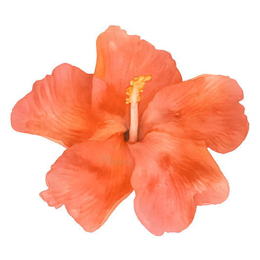 Flor Maga