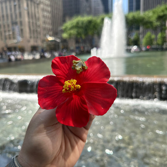 Flor Maga/Coquí