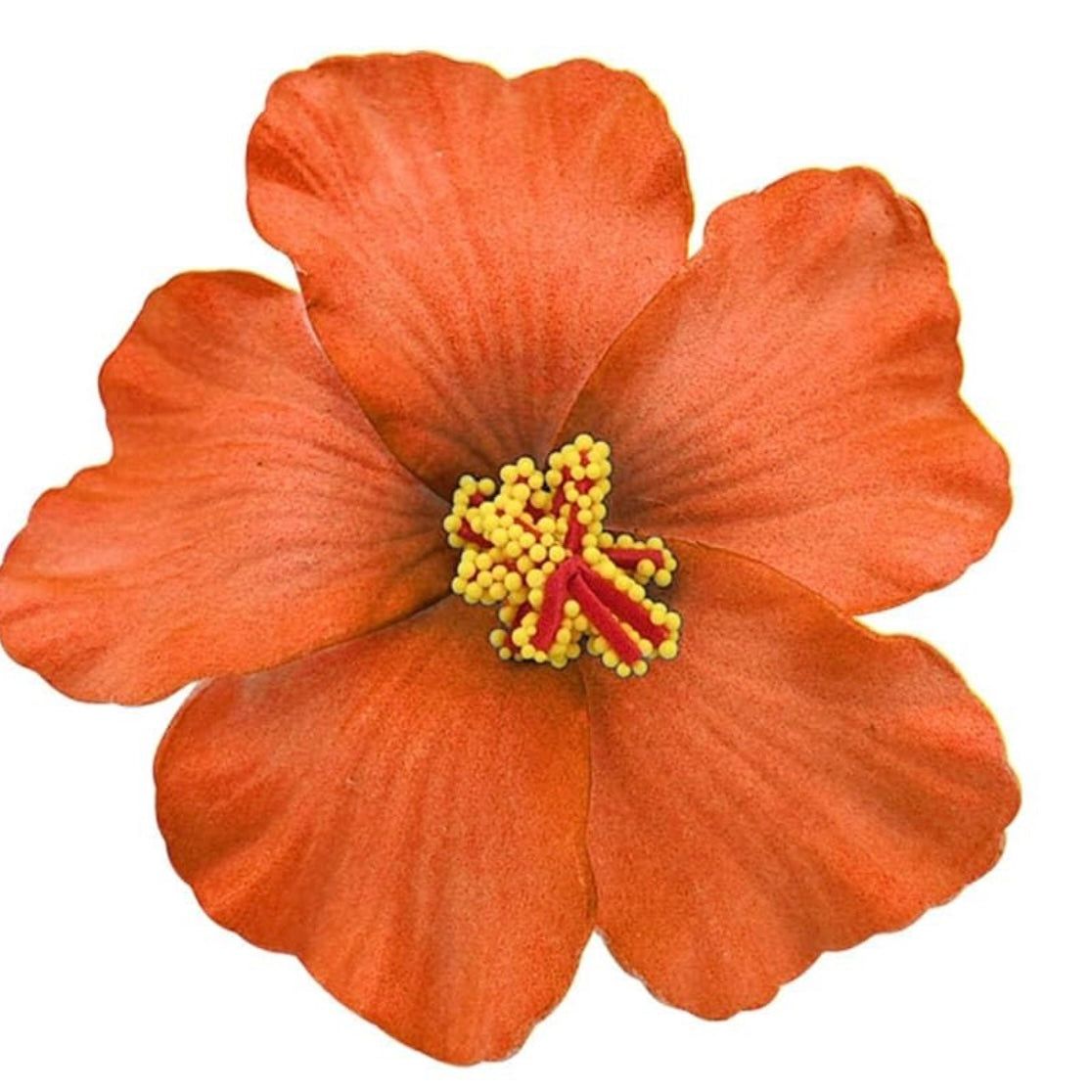 Flor Maga Clip