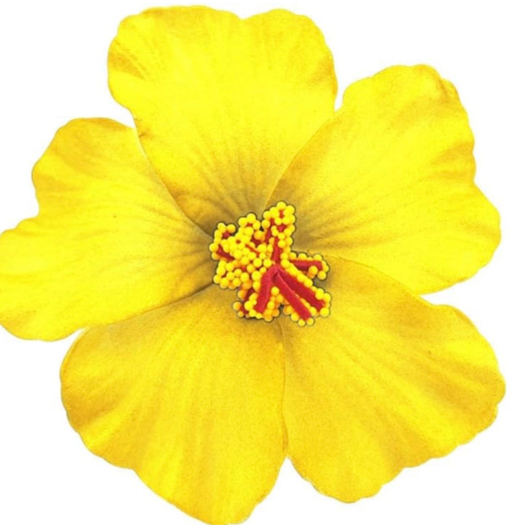 Flor Maga Clip