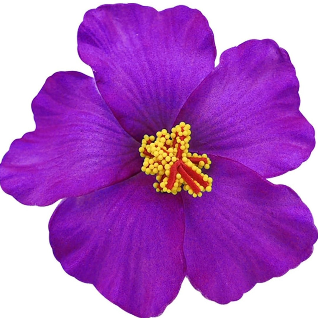 Flor Maga Clip