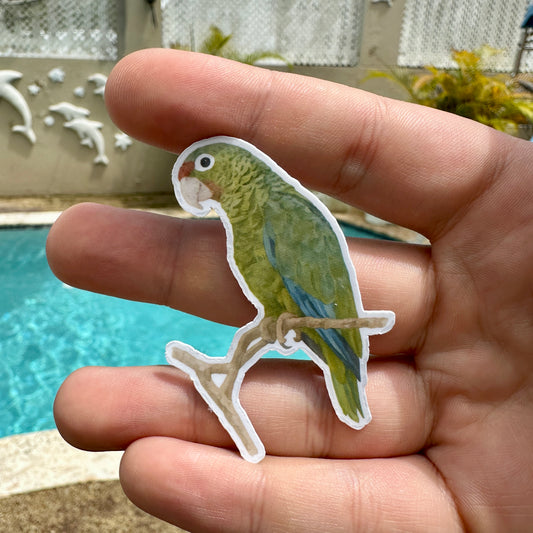 Cotorra Puertorriqueña